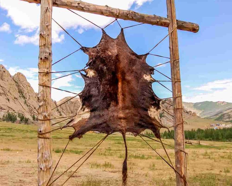 Tanning Animal Hides