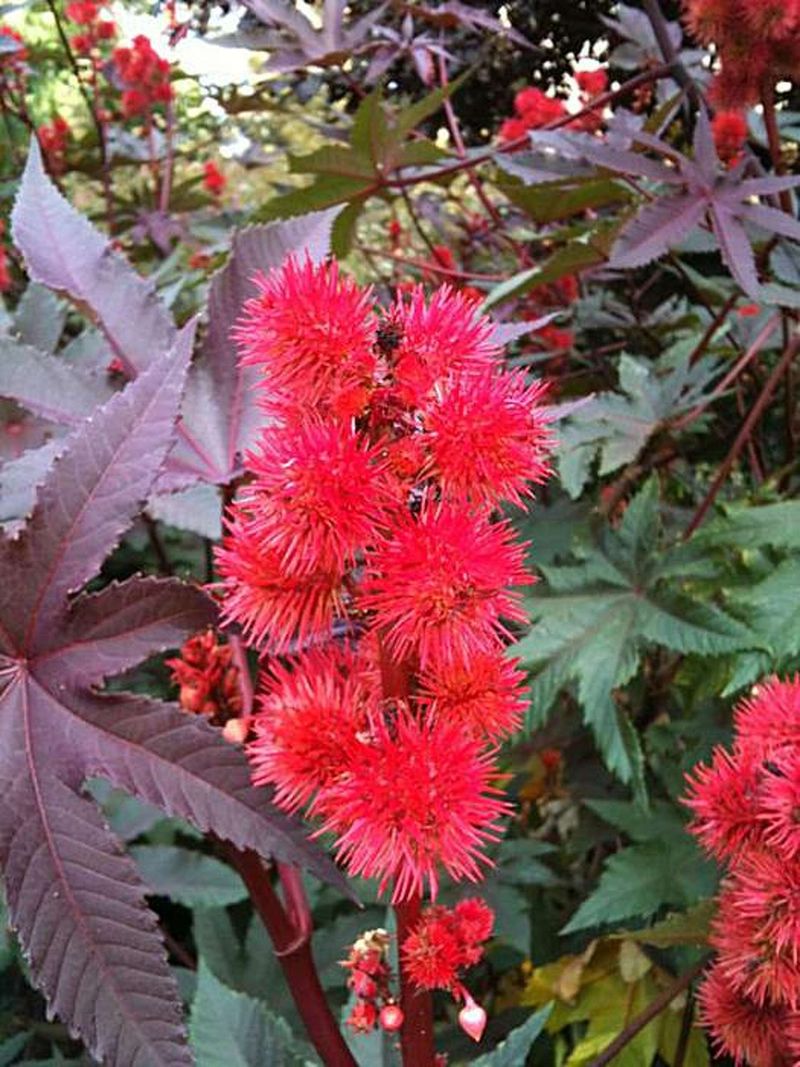 Castor Bean (Ricinus communis)