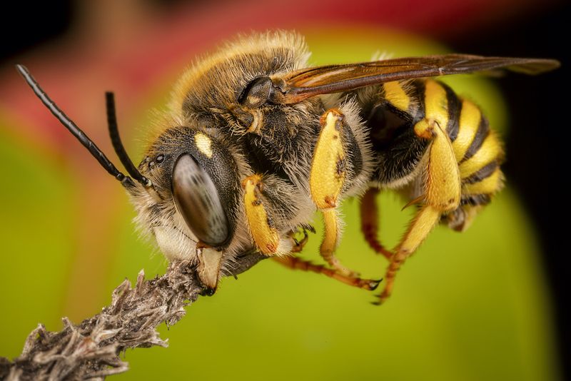 Killer Bees