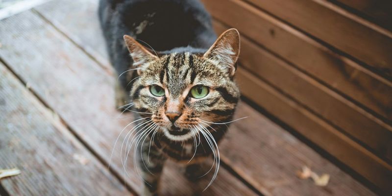The Cat's Whiskers Help It Balance