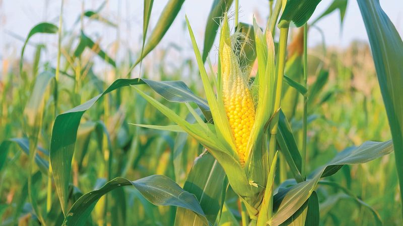 Sweet Corn