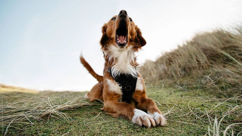 Relentless Barking
