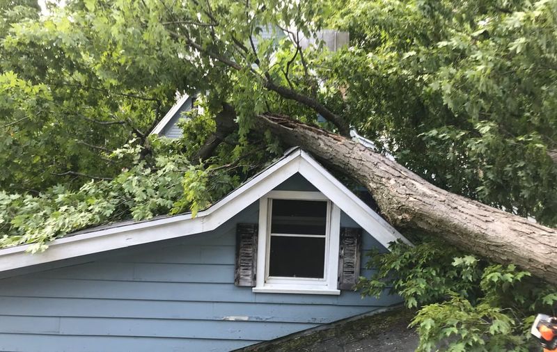 Planting Trees Too Close to the House