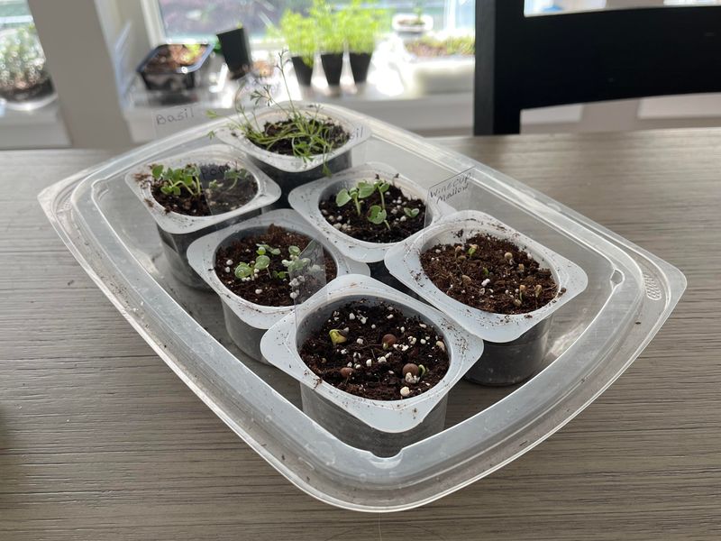 Seedling Starters