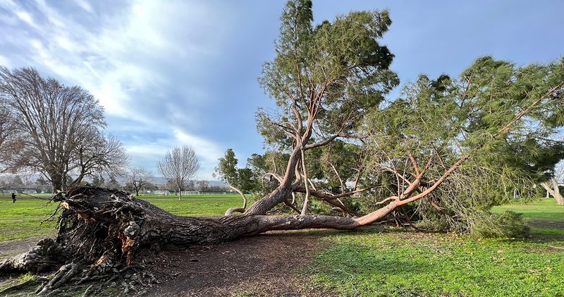 'Even the tallest trees fall in strong winds.'